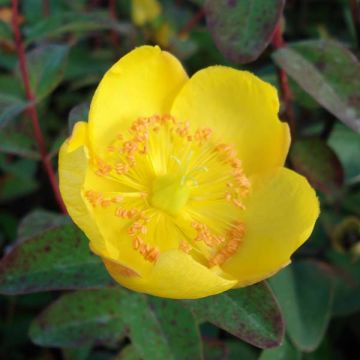 Hypericum dummeri Peter Dummer - Millepertuis 