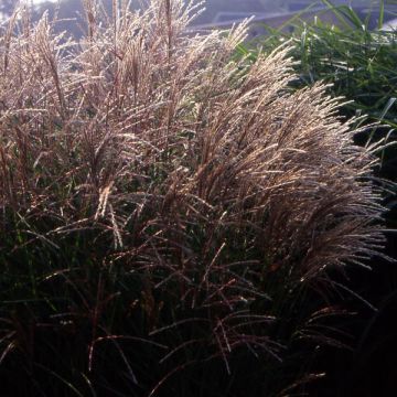 Miscanthus petite fontaine