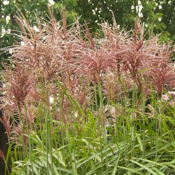 Miscanthus sinensis Malepartus - Eulalie, Roseau de Chine