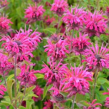 Monarde Heidelerche - Bergamote rose-rouge