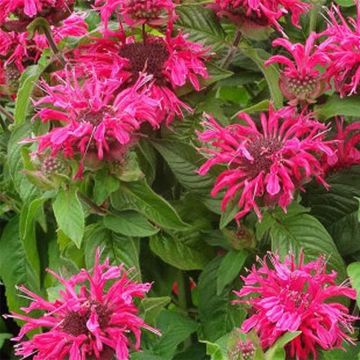 Monarde Pink Lace - Bergamote compacte, rose foncé