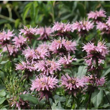 Monarde Beauty of Cobham - Bergamote rose