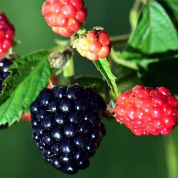 Mûre sans épines Loganberry - Mûre-framboise