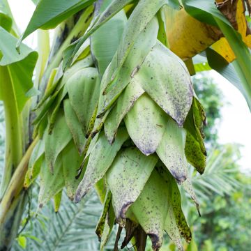 Ensete ventricosum Maurelii - Bananier rouge d'Abyssinie