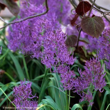 Muscari comosum Plumosum - Muscari à toupet