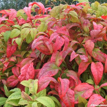 Nandina domestica Fire Power - Bambou sacré 