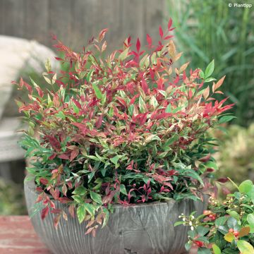 Nandina domestica Red Light - Bambou sacré nain