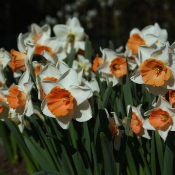 Narcisse Chromacolor