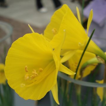 Narcisse bulbocodium Golden Bells