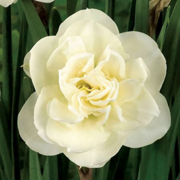 Narcisse Rose of May