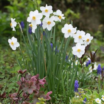 Narcisse poeticus Actaea