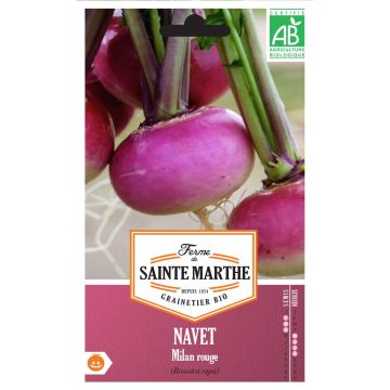 Navet de Milan Rouge Bio - Ferme de Sainte Marthe