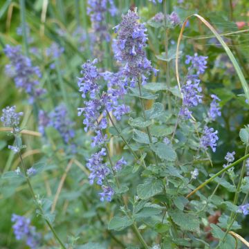 Nepeta grandiflora Summer Magic