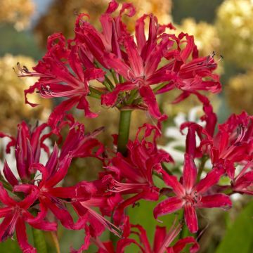 Nerine elegance Pearls of Cherry