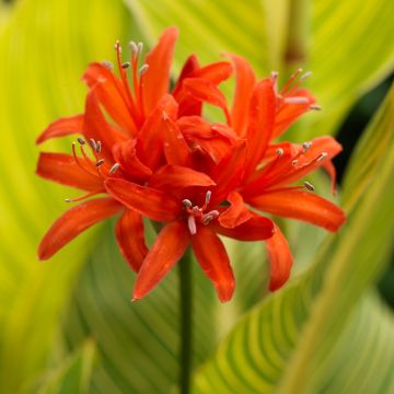 Nerine sarniensis var corusca