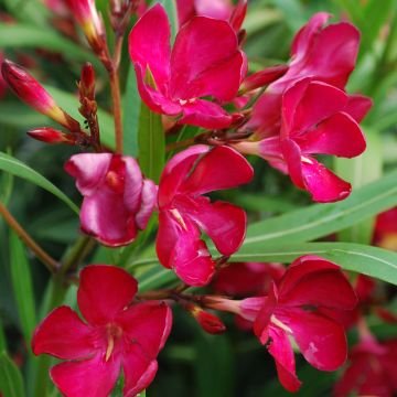 Laurier rose - Nerium oleander Rouge Simple