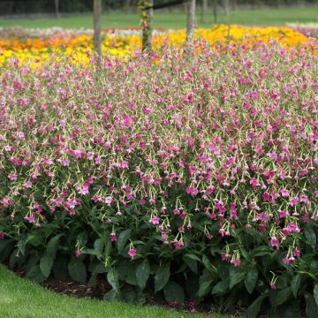 Tabac d'ornement - Nicotiana alata Vedado Rose Pink