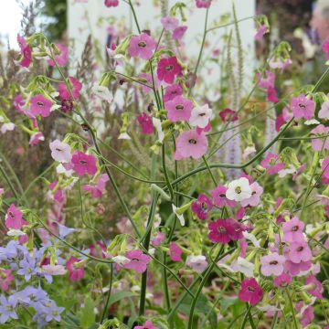 Tabac d'ornement - Nicotiana Marshmallow