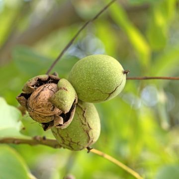 Noyer commun - Juglans regia Weinsberg I