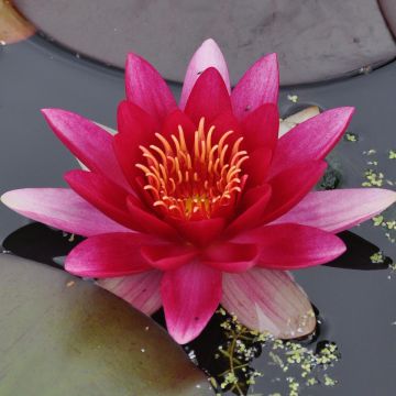 Nymphaea Attraction - Nénuphar rouge 