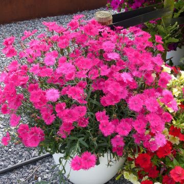 Oeillet annuel - Dianthus Suntory Pink (Mini-mottes)