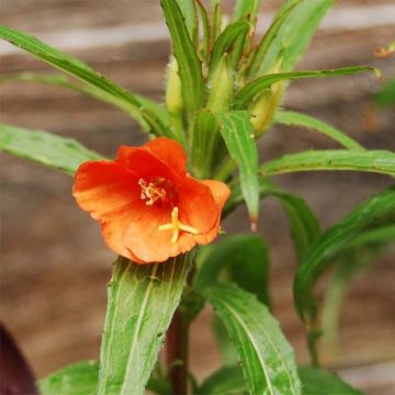 Oenothera versicolor - Oenothère, Onagre