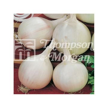 Oignon blanc Tonda Musona - Allium cepa