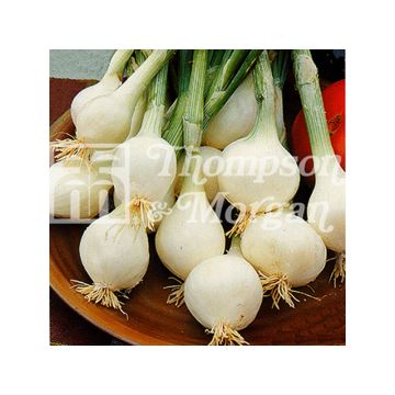 Oignon Blanc de Paris Silverskin - Allium cepa
