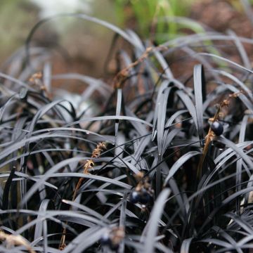 Ophiopogon noir - Ophiopogon planiscapus Nigrescens