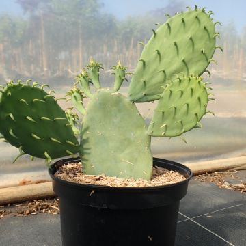 Opuntia cacanapa Ellisiana - Cactus raquette