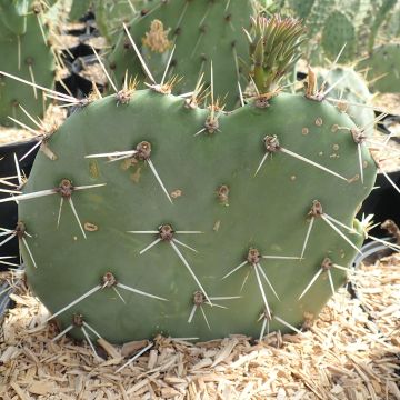 Opuntia discata - Cactus raquette