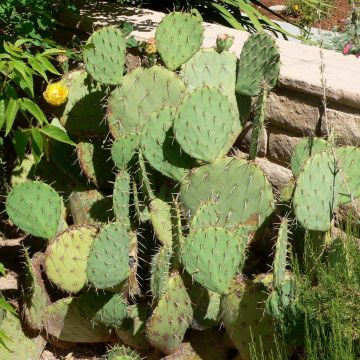 Opuntia engelmannii - Cactus raquette