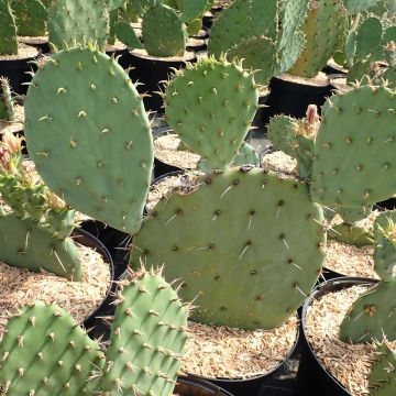 Opuntia engelmannii  Belen - Cactus raquette