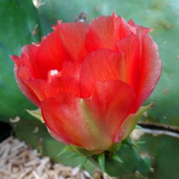 Opuntia engelmannii lindheimeri - Oponce