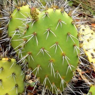 Opuntia semispinosa - Cactus raquette