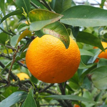 Citronnier caviar ou Microcitrus australasica, Agrume Meilland Richardier