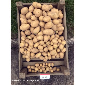 Pommes de terre Osiris - Solanum tuberosum