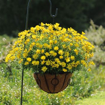 Osteospermum Voltage Yellow