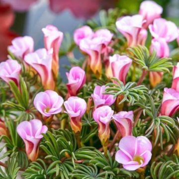 Oxalis versicolor Autumn Pink