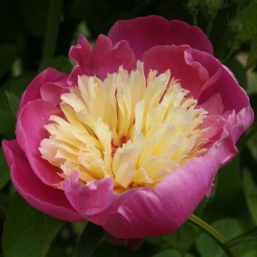 Pivoine lactiflora Bowl of Beauty