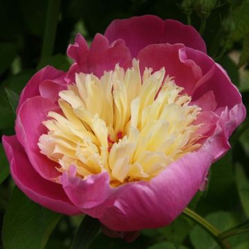 Pivoine lactiflora Bowl of Beauty