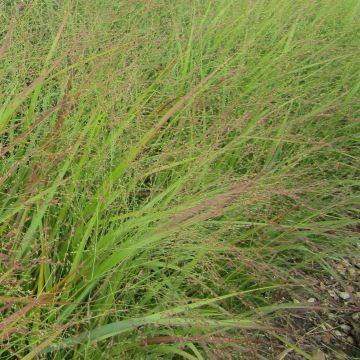 Panic érigé - Panicum virgatum Rehbraun