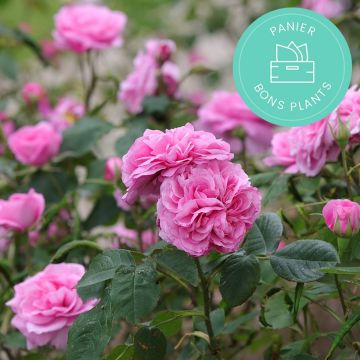Panier Bons Plants spécial rosiers