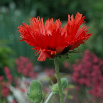 Pavot d'Orient Curlilocks - Papaver orientale