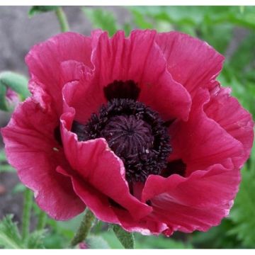 Pavot d'Orient Marlène - Papaver orientale