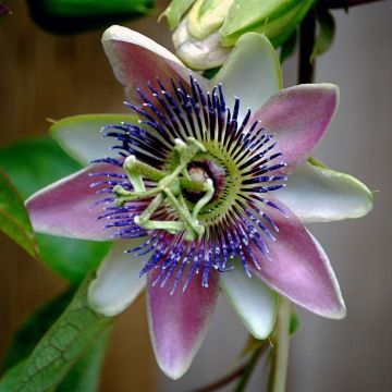 Passiflora allardii - Fleur de la Passion