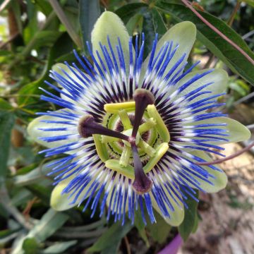 Passiflora  Le Peuple d'À Côté