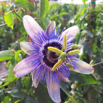 Passiflore Lady Betty Myles Young - Fleur de la Passion bleue violet