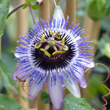 Fleur de la passion violette - Vente Passiflora violacea