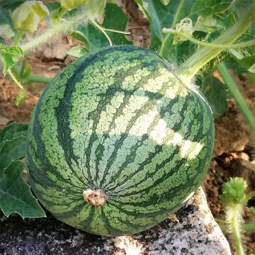 Curiosités au potager: la pastèque miniature